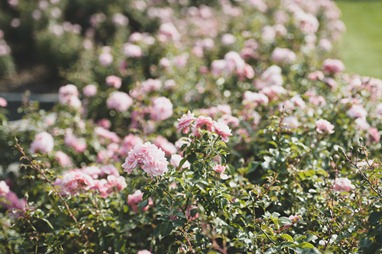 cedar creek winery roses vintage okanagan wedding by nelson, kelowna, bc, wedding photographer electrify photography