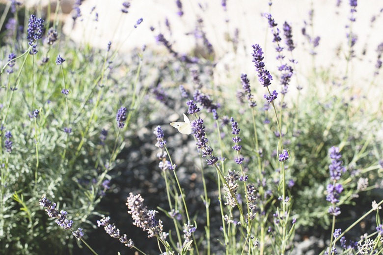 Kelowna wedding, wild lavender and butterfly, by Electrify Photography, nelson bc and okanagan wedding photographer